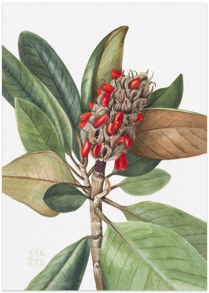 Southern Magnolia (1923) - Art Print by Mary Vaux Walcott