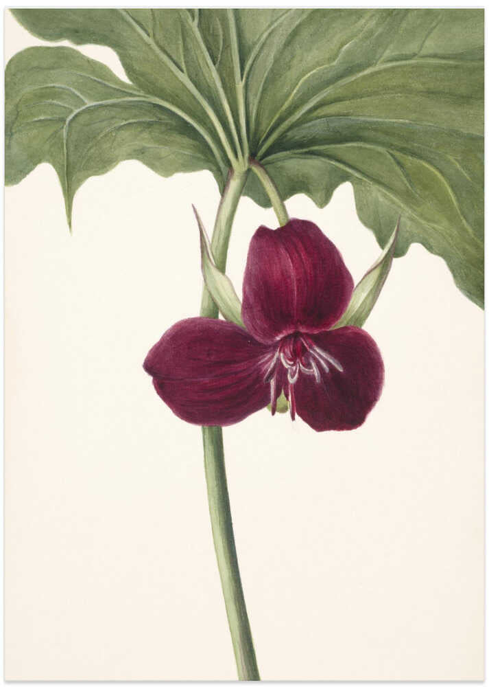 Sweet Trillium - Art Print by Mary Vaux Walcott