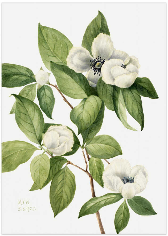 Virginia Stewartia (1925) - Art Print by Mary Vaux Walcott