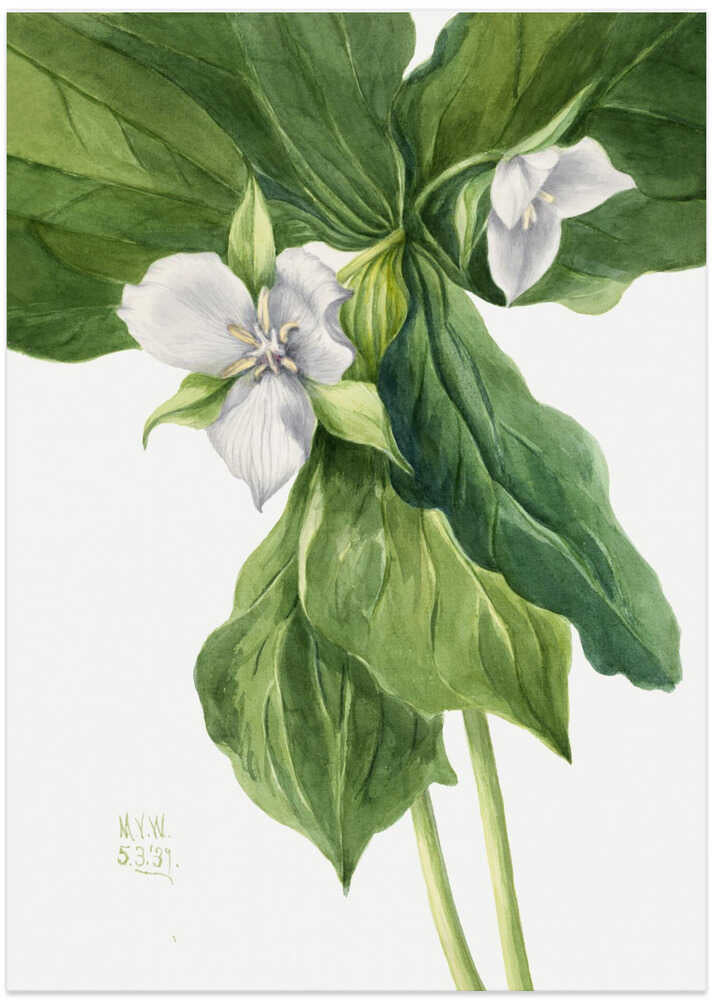 Wake Robin (1939) - Art Print by Mary Vaux Walcott