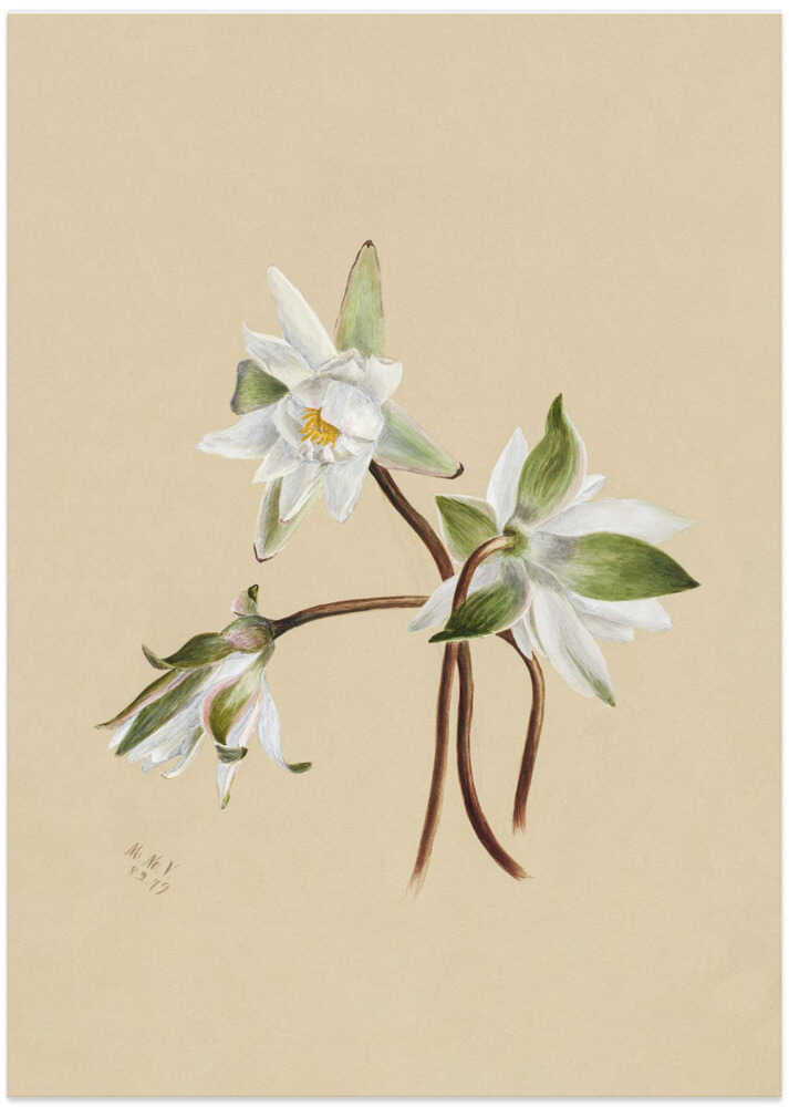 Water Lilies (1879) - Art Print by Mary Vaux Walcott