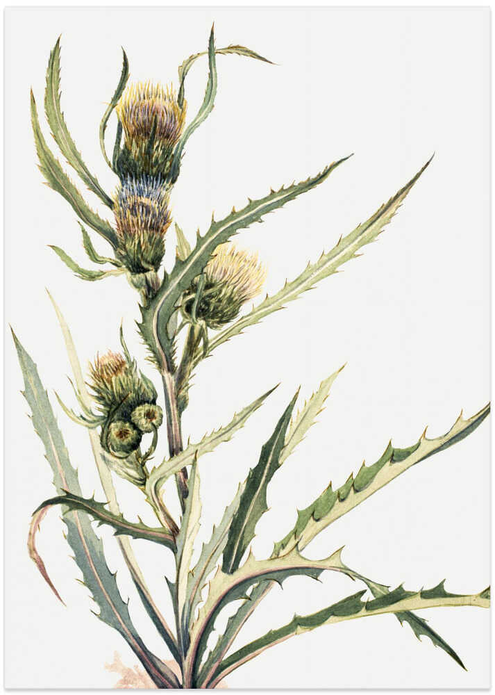White Thistle - Art Print by Mary Vaux Walcott