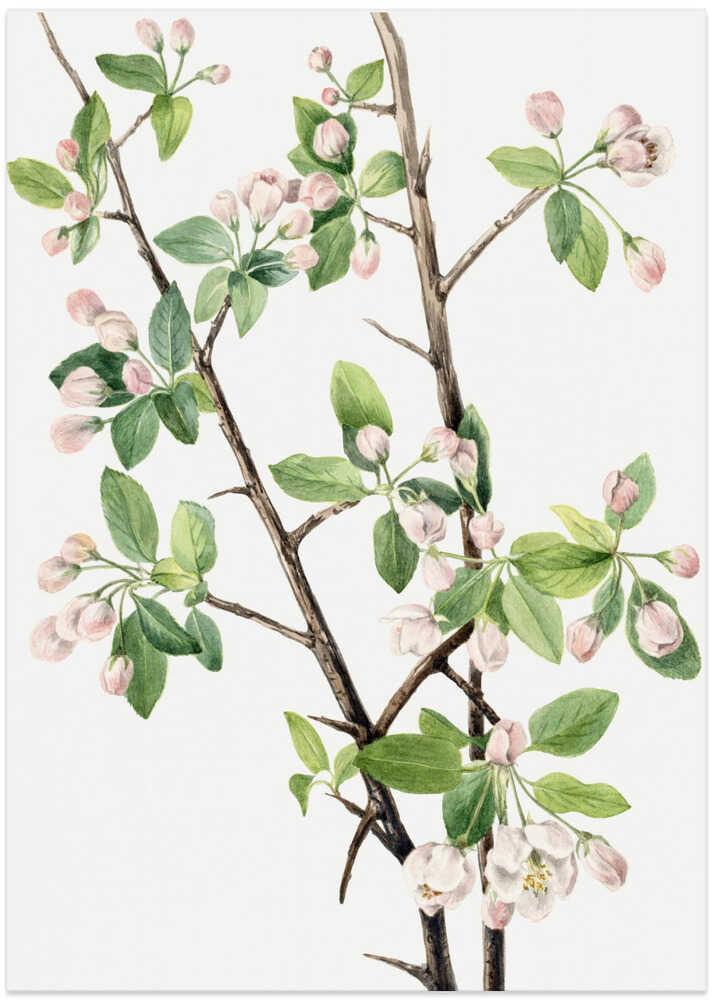 Wild Sweet Crab (1920) - Art Print by Mary Vaux Walcott