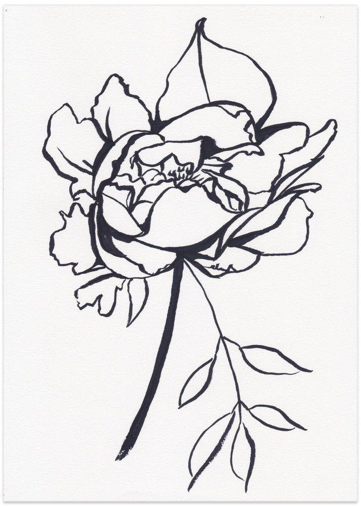 Black and White Peony - Art Print by Christine Lindstrom