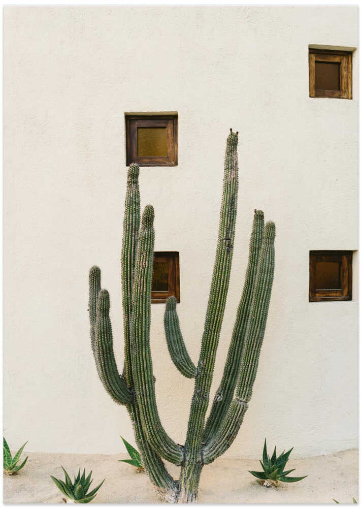 Cabo Cactus IX - Art Print by Bethany Young