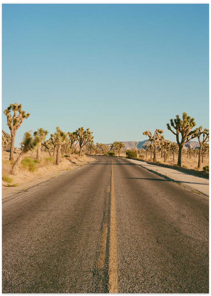 Joshua Tree Road II - Art Print by Bethany Young