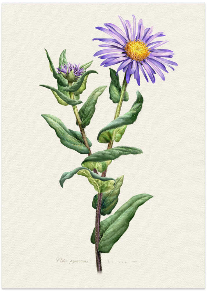 Aster Pyrenaeus - Art Print by Juan Hernaz