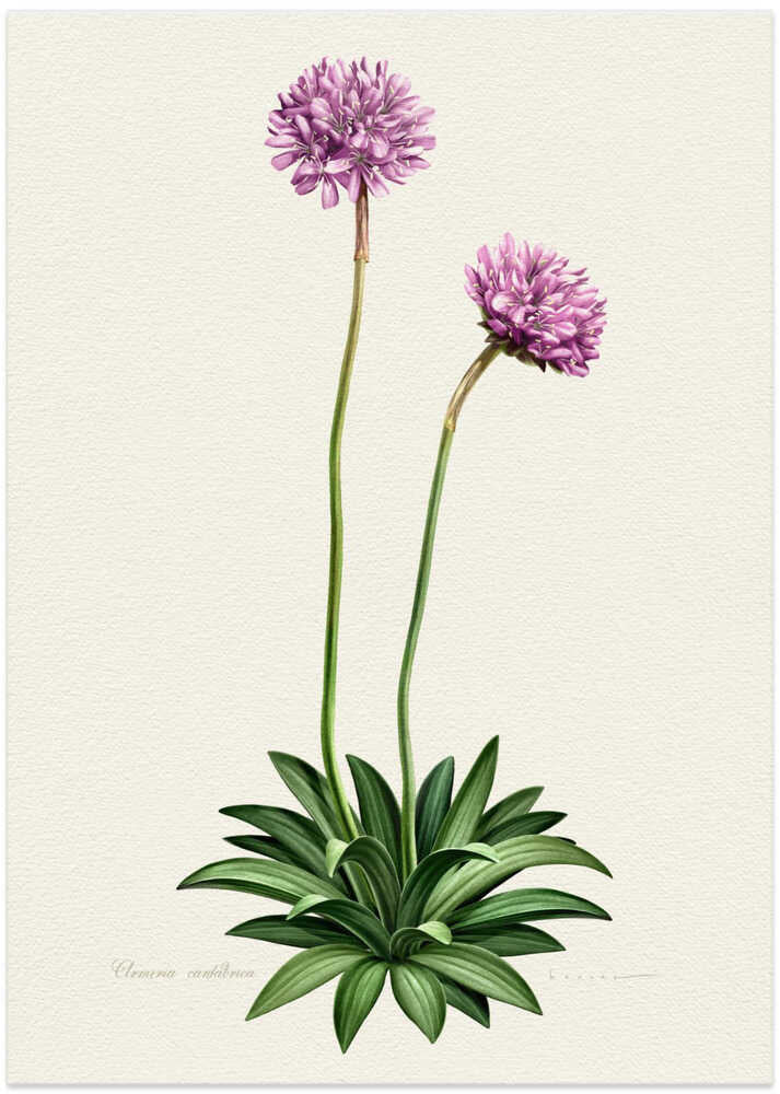 Armeria Cantabrica - Art Print by Juan Hernaz