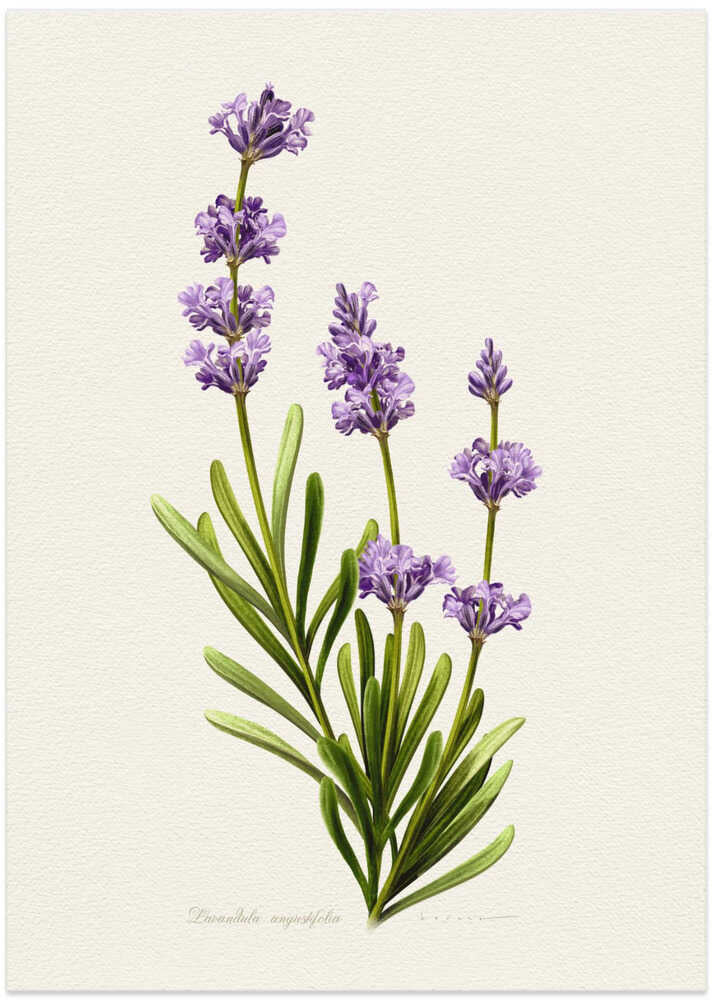 Lavandula Angustifolia - Art Print by Juan Hernaz