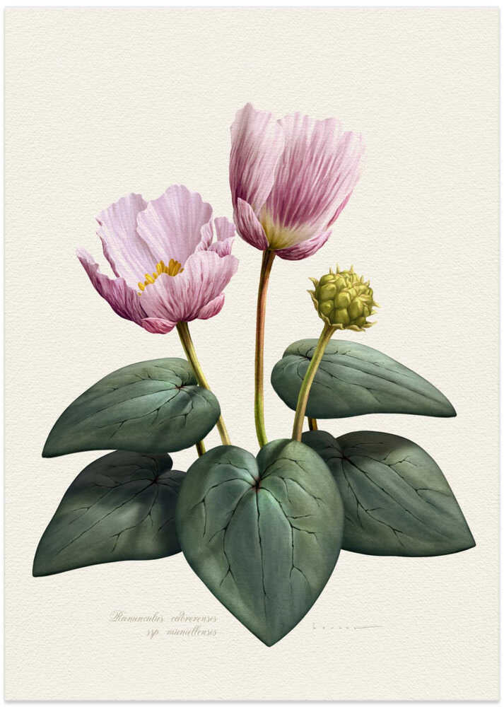 Ranunculus Cabrerensis - Art Print by Juan Hernaz