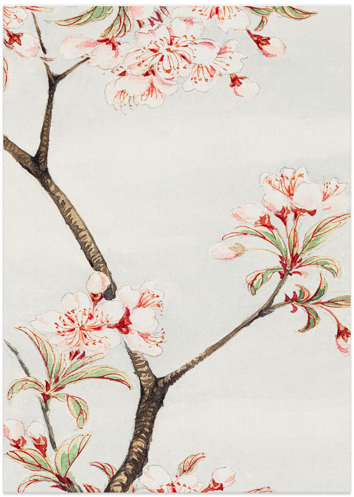 Sakura Cherry During 1870–1880 - Art Print by Megata Morikaga