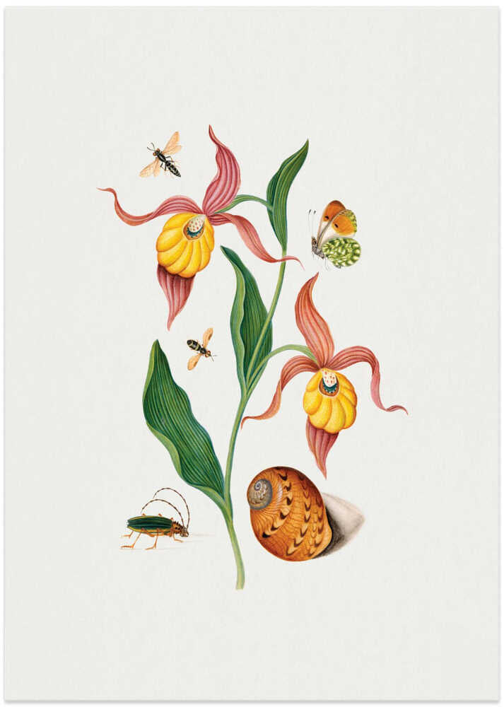 Lady's slipper orchid - Art Print by James Bolton