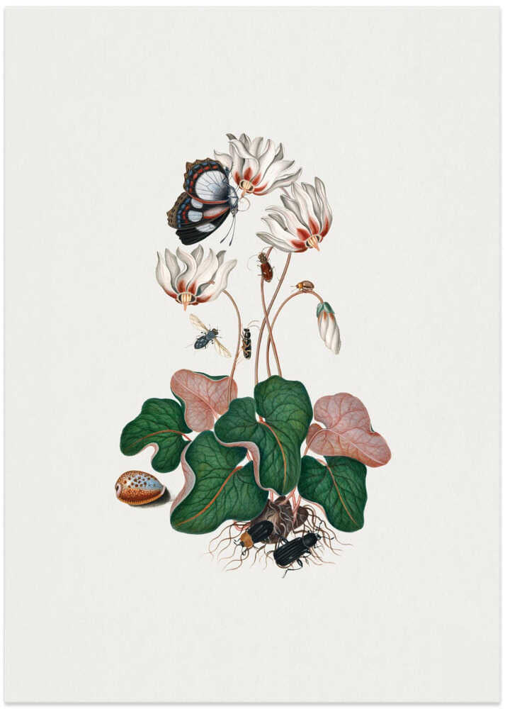 Cyclamen - Art Print by James Bolton