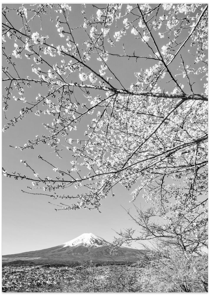 Charming view of Mount Fuji with cherry blossoms - monochrome - Art Print by Melanie Viola