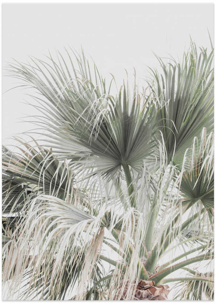 Palm Leaf - Art Print by Kathrin Pienaar
