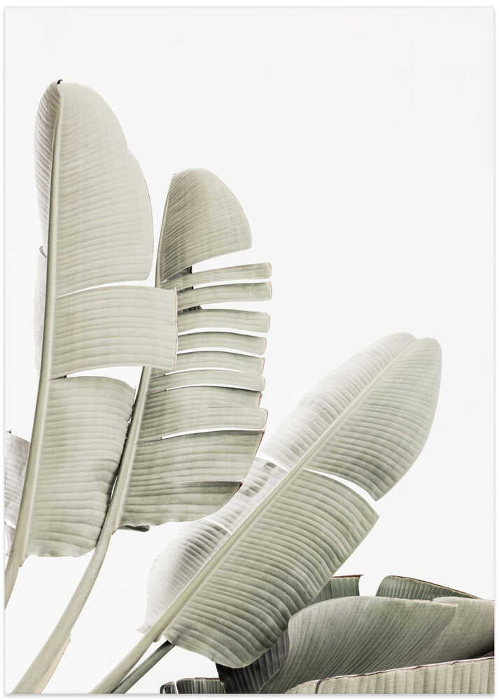 Banana leaf 2 - Art Print by Kathrin Pienaar
