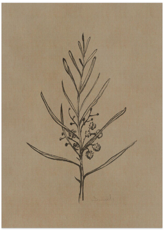 Blackwood Sapling - Art Print by Dan Hobday