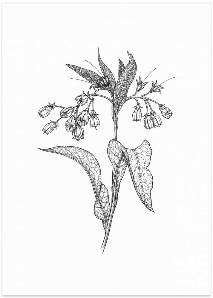 Comfrey - Art Print by Petra Holíková