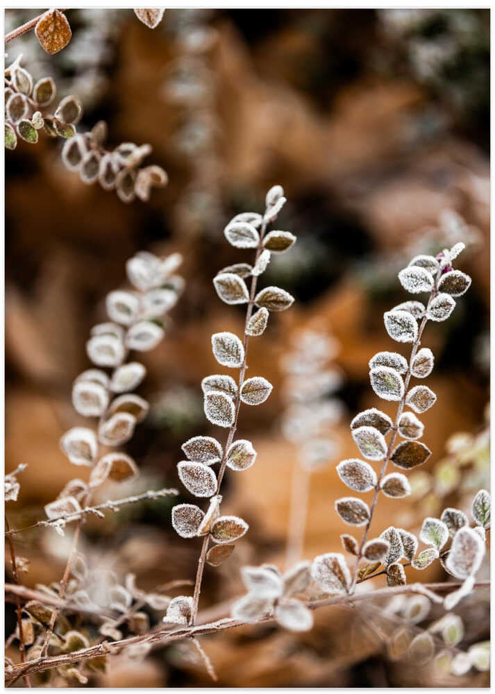 A Winter Morning 2 - Art Print by Mareike Böhmer