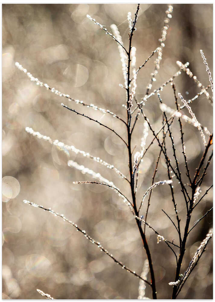 A Winter Morning 5 - Art Print by Mareike Böhmer