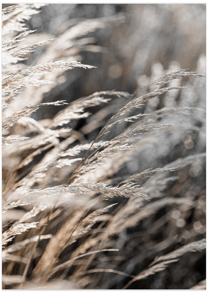 Grass 28 - Art Print by Mareike Böhmer