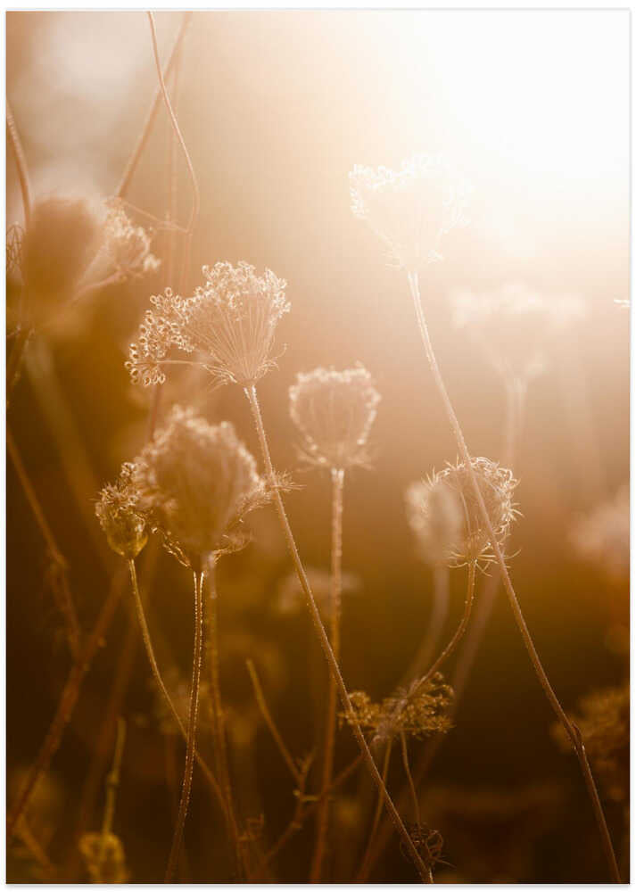 Golden Hour 1 - Art Print by Mareike Böhmer