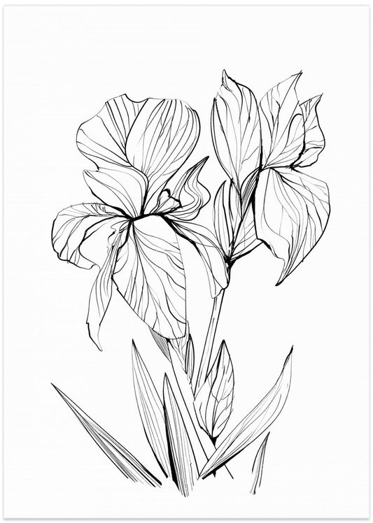 Irises - Art Print by Dan Hobday