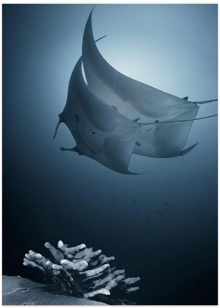 Sonata - Art Print by Andrey Narchuk