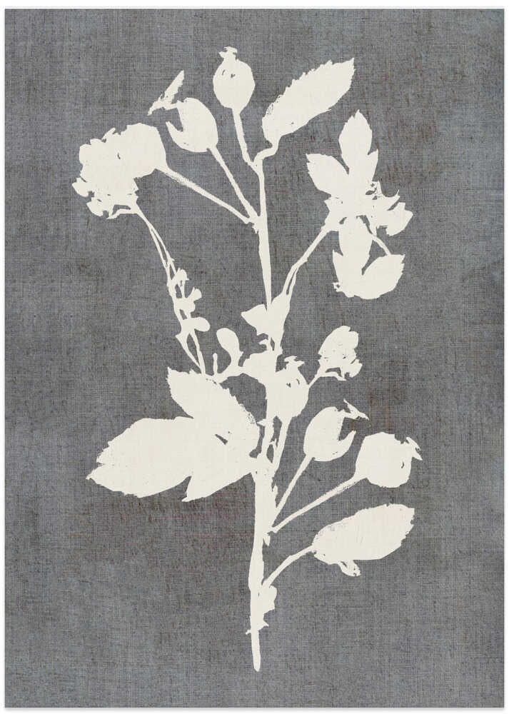 Botanical Rose Silhouette - Art Print by cartissi