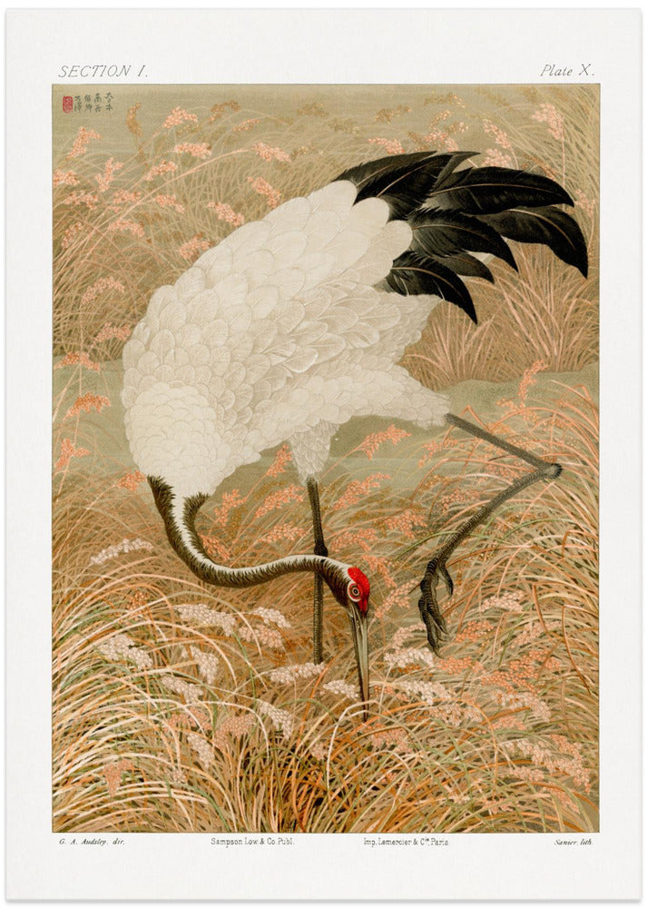 Sarus Crane In Rice Field - Art Print by G.a. Audsley
