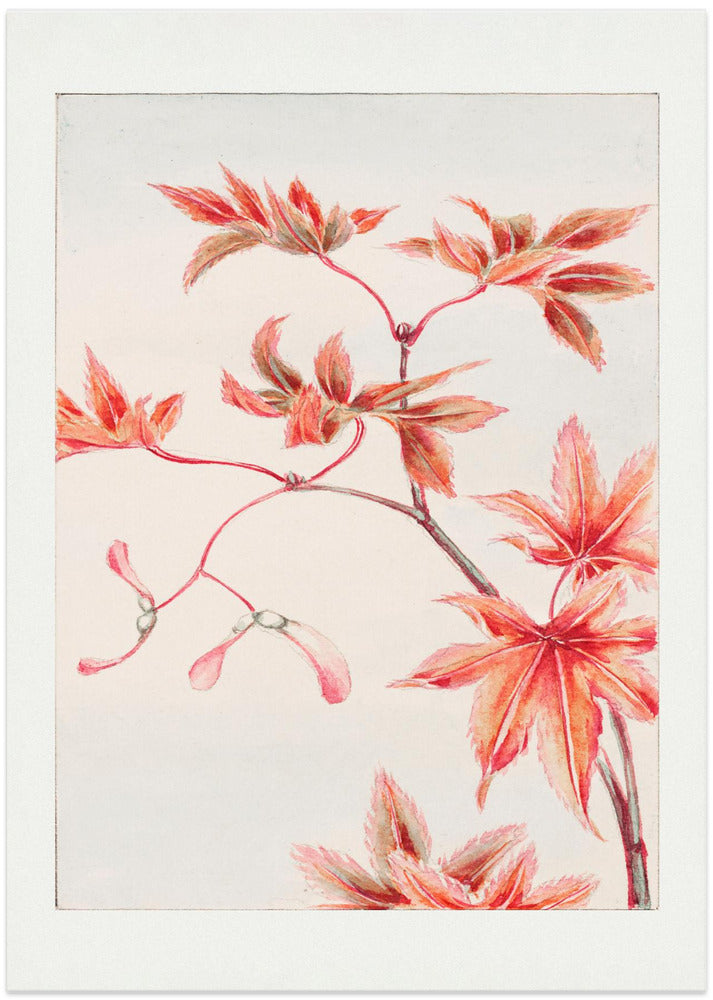 Branch of Momiji Maple Tree With Leaves and Seeds During 1870–1880 - Art Print by Megata Morikaga