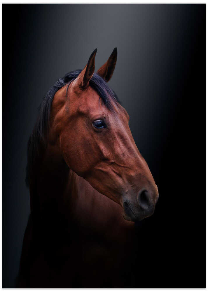 Brown beauty - Art Print by Gert J ter Horst