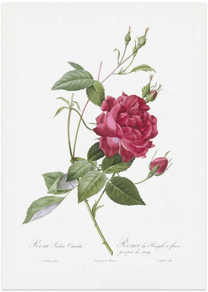Blood Red Bengal Rose, Les Roses (1817–1824) - Art Print by Pierre-Joseph Redoute