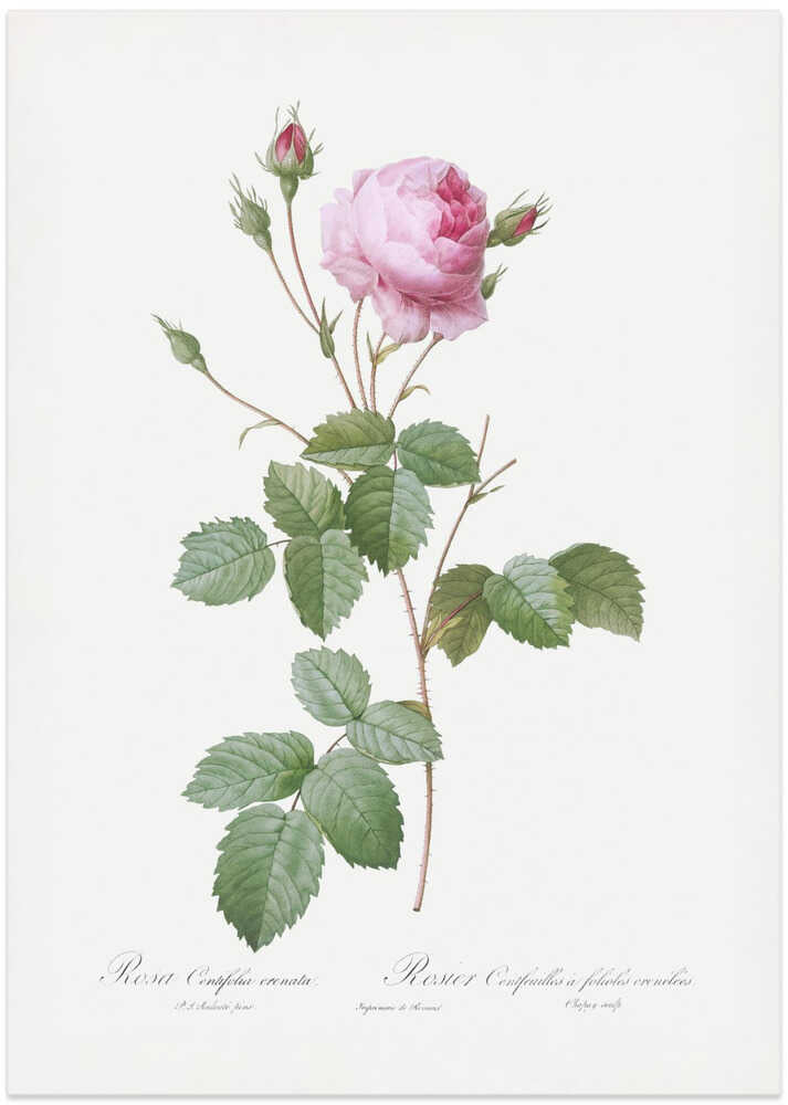 Crenate Leaved Cabbage Rose, Les Roses (1817–1824) - Art Print by Pierre-Joseph Redoute