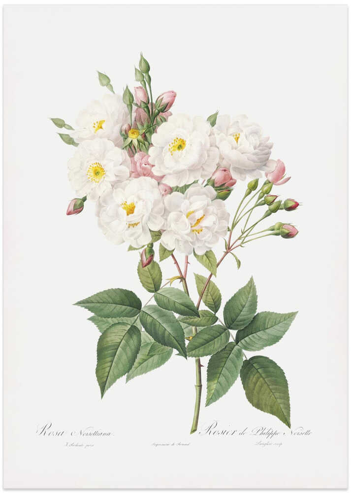 Rosa × Noisettiana, Les Roses (1817–1824) - Art Print by Pierre-Joseph Redoute