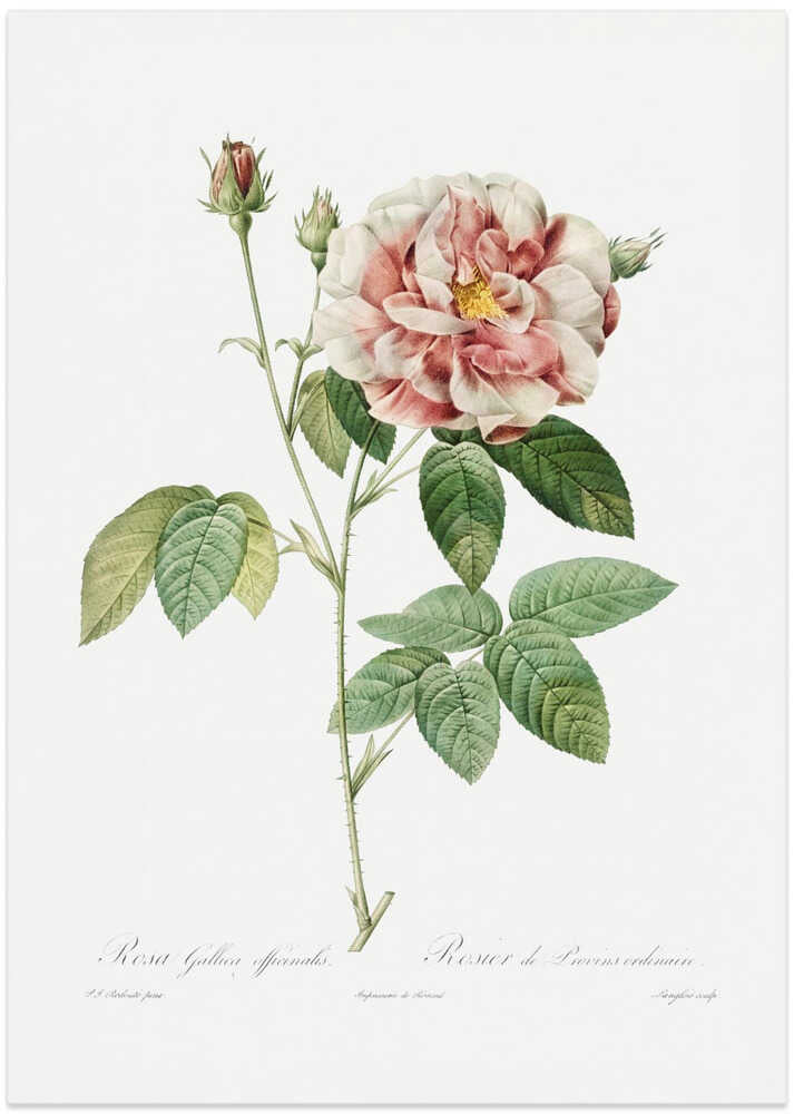 Rosa Gallica (1817–1824), Les Rose - Art Print by Pierre-Joseph Redoute