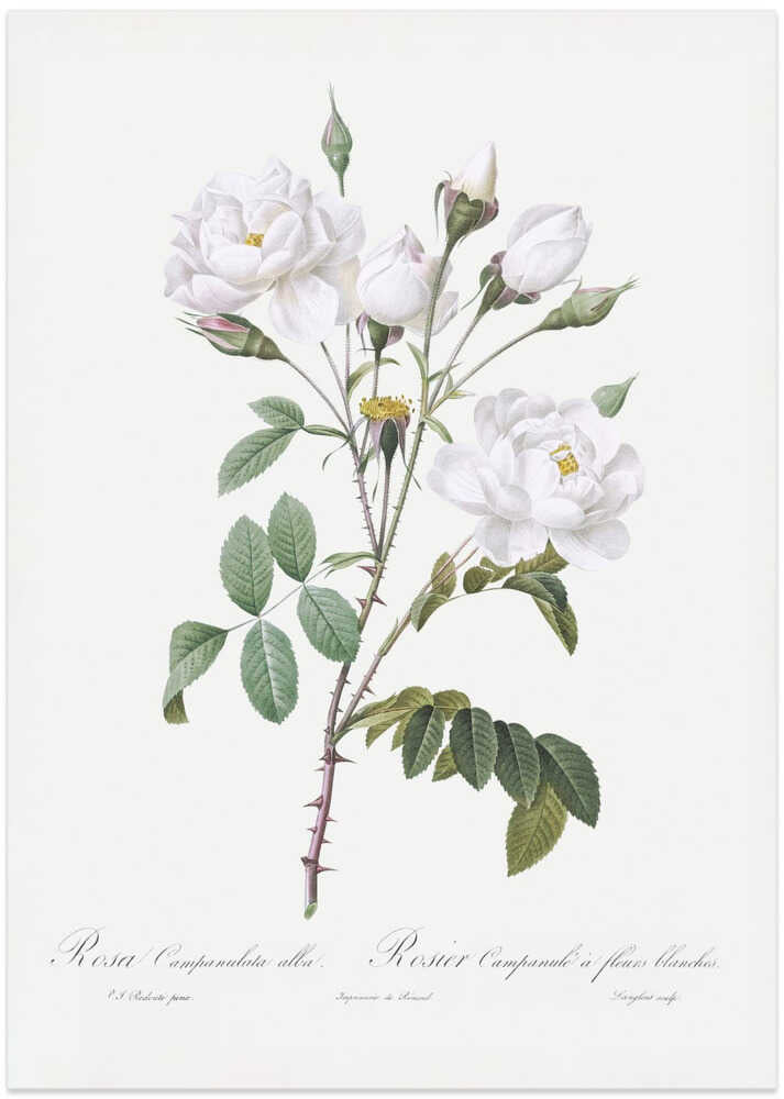 Rosa Gallica Pontiana, Les Roses (1817–1824) - Art Print by Pierre-Joseph Redoute