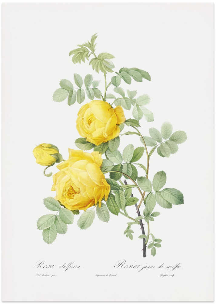 Rosa Hemisphaerica, Les Roses (1817–1824) - Art Print by Pierre-Joseph Redoute