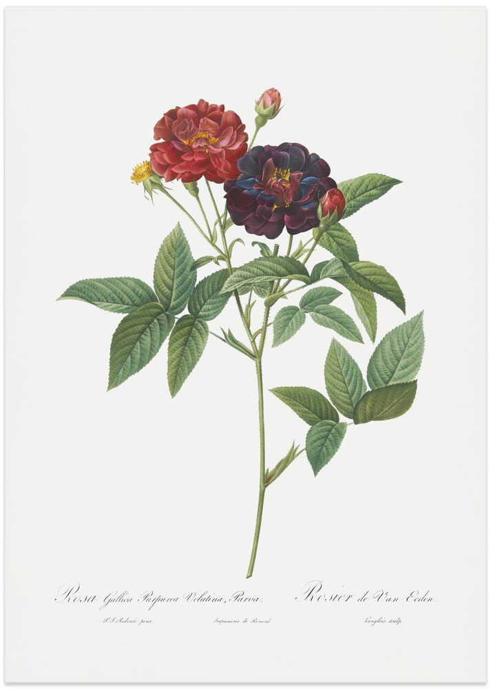 Rose of Van Eeden, Les Roses (1817–1824) - Art Print by Pierre-Joseph Redoute