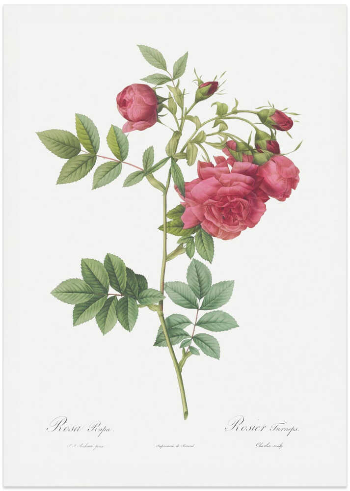 Turnip Roses, Les Roses (1817–1824) - Art Print by Pierre-Joseph Redoute