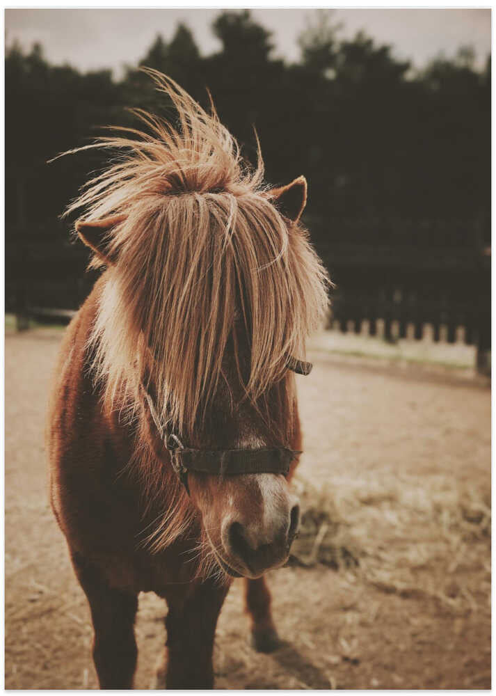 Pony with a Shaggy Mane - Art Print by Javier Pardina
