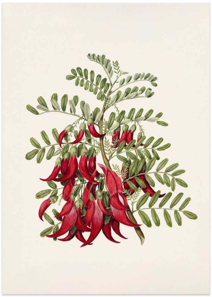 Kowhai   Clianthus Puniceus Drawn By Sarah Featon (1848–1927) - Art Print by Sarah Featon