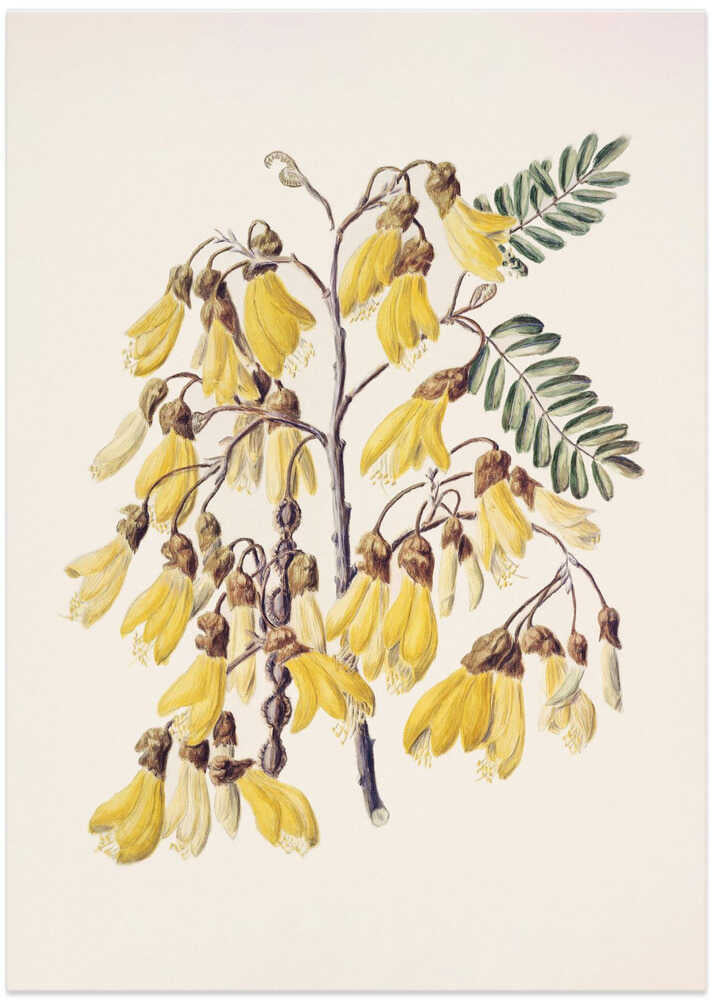 Kowhai Drawn By Sarah Featon (1848–1927) - Art Print by Sarah Featon