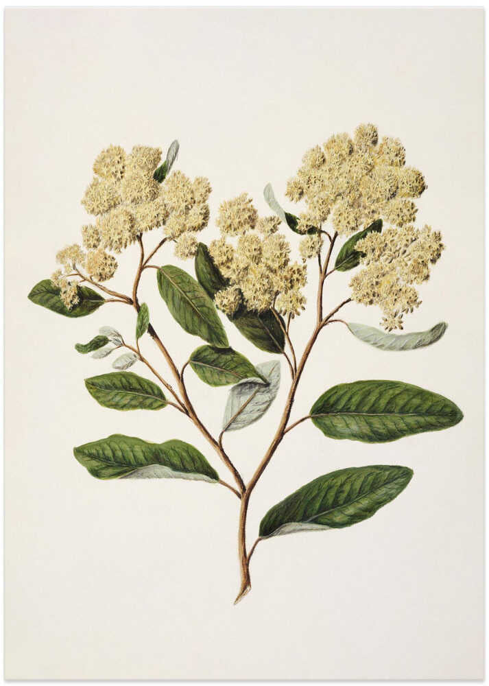 Kumarahou Drawn By Sarah Featon (1848–1927 - Art Print by Sarah Featon
