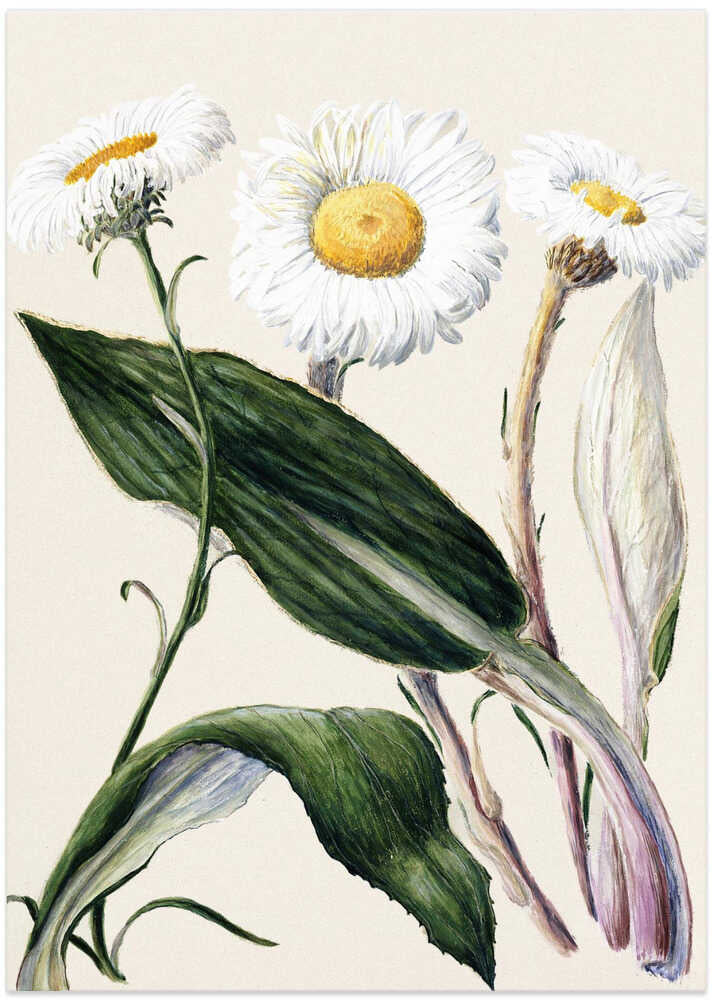 New Zealand Mountain Daisies Drawn By Sarah Featon (1848–1927 - Art Print by Sarah Featon