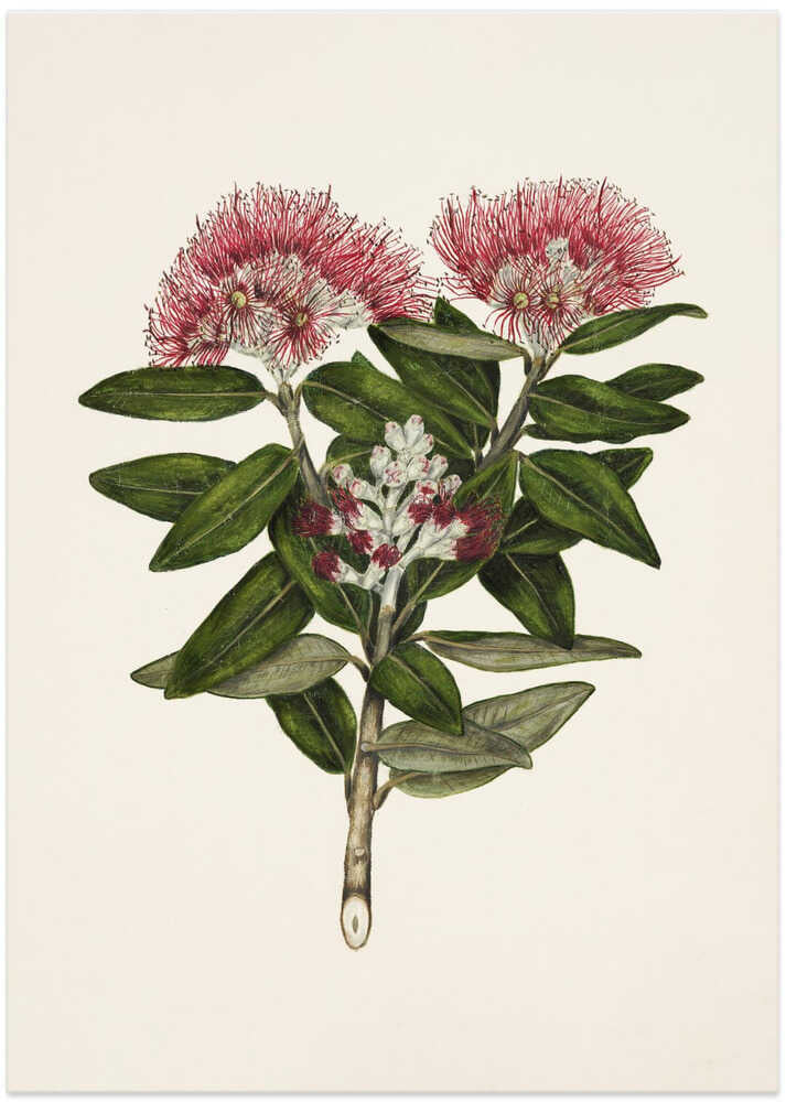 Pohutukawa   Metrosideros Tomentosa Drawn By Sarah Featon (1848–1927) - Art Print by Sarah Featon