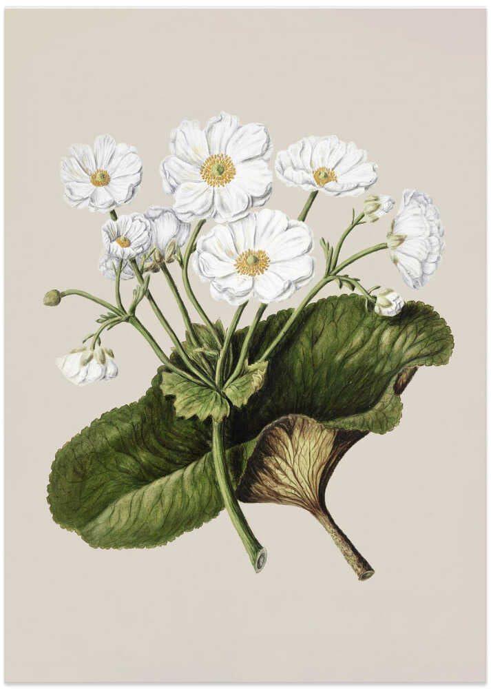 The Mountain Lily Drawn By Sarah Featon (1848–1927) - Art Print by Sarah Featon