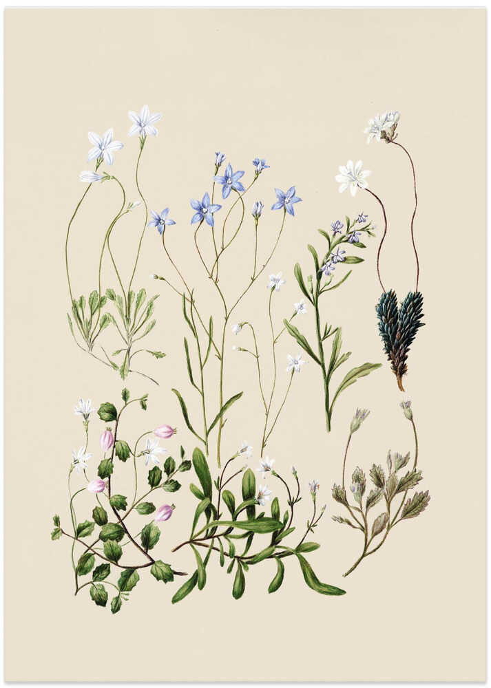 Wahlenbergias Drawn - Art Print by Sarah Featon