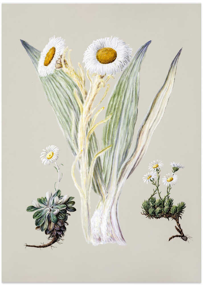 White Mountain Musk Drawn By Sarah Featon (1848–1927) - Art Print by Sarah Featon