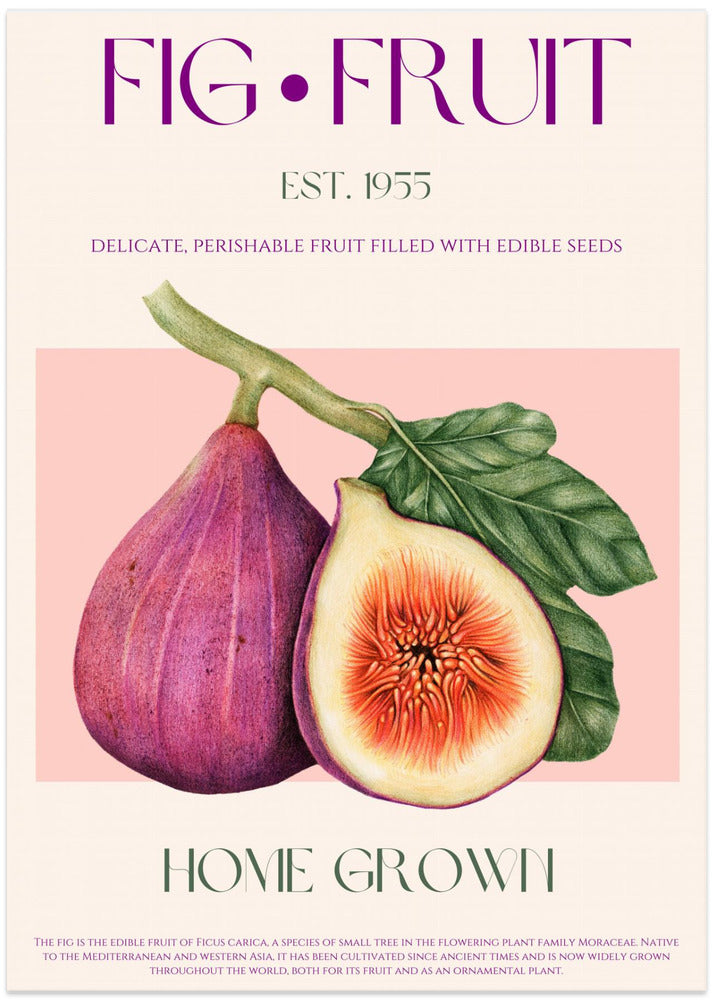 Vintage Fig Delight - Art Print by Nazma Khokhar